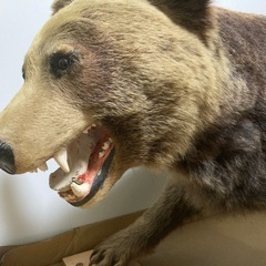 ヒグマの剥製
の画像
