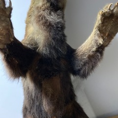 ヒグマの剥製
の画像