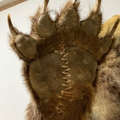 ヒグマの剥製
の画像