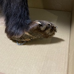 ヒグマの剥製
の画像