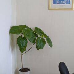 【条件付き無料】フィカス ウンベラータ【60cm～1mサイズ】の画像