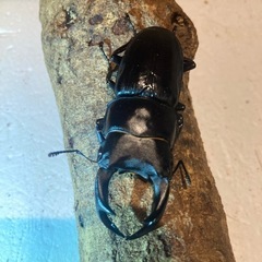 オオクワガタ♂♀セットの画像