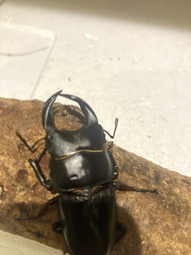 オオクワガタ♂♀セット