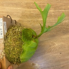【観葉植物】 商談中　ビカクシダ　p. リドレイ　の画像