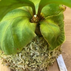【観葉植物】 商談中　ビカクシダ　p. リドレイ　の画像