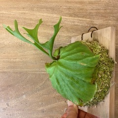 【観葉植物】 商談中　ビカクシダ　p. リドレイ　の画像