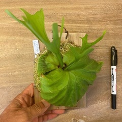 【観葉植物】 商談中　ビカクシダ　p. リドレイ　の画像
