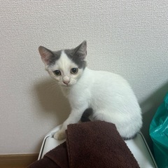 シロクロ子猫