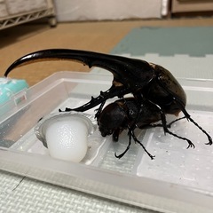 ［OAKS血統］DHヘラクレス　メス　　　　の画像