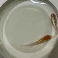 メダカ改良品種　ダイアナ妃ペアーの画像