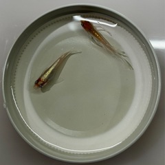 メダカ改良品種　ダイアナ妃ペアーの画像