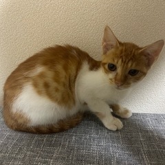 茶白の子猫ちゃん