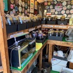 【五桜メダカ】 8月24日　横須賀めだか無人販売