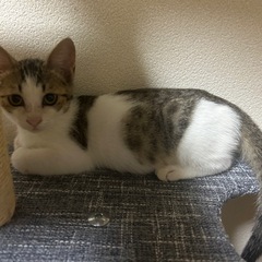 キジシロの子猫ちゃん
