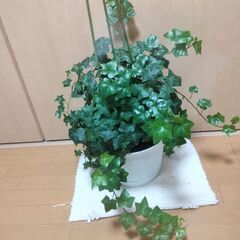 観葉植物　アイビー（本物）の画像
