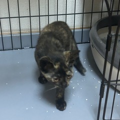 サビ猫の子猫ちゃん