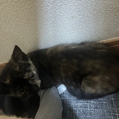 サビ猫の子猫ちゃん　生後4ヶ月