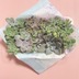 ランキングキーワードに紐づく投稿画像-多肉植物