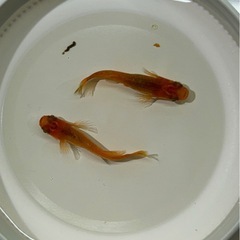 改良品種メダカ　ベニアザミペアーの画像