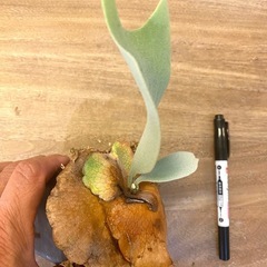  【観葉植物】 ビカクシダ　白系FSQ sp株の画像