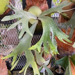  【観葉植物】 ビカクシダ　白系FSQ sp株の画像