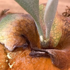  【観葉植物】 ビカクシダ　白系FSQ sp株の画像