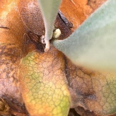  【観葉植物】 ビカクシダ　白系FSQ sp株の画像