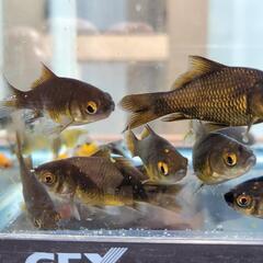 墨和金2025年産まれ稚魚15匹ほど【金魚】の画像
