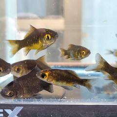 墨和金2025年産まれ稚魚15匹ほど【金魚】の画像