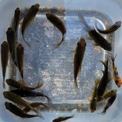 墨和金2025年産まれ稚魚15匹ほど【金魚】の画像