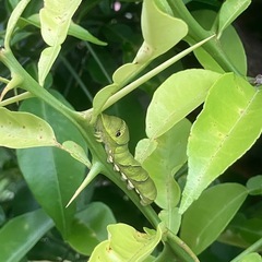 アゲハチョウタマゴ　あげはちょうの画像