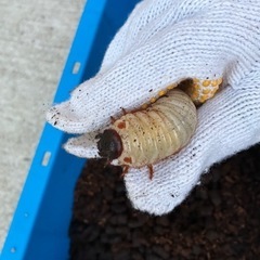 国産　カブトムシ　幼虫　昆虫の画像