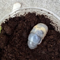 国産　カブトムシ　幼虫　昆虫の画像