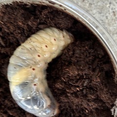 国産　カブトムシ　幼虫　昆虫の画像
