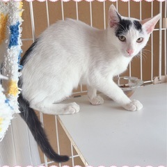 ❤️美猫❤️ 5ヶ月♂🐈さくくん🐈 