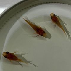 ベニアザミダルマメダカの画像