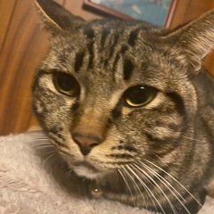 早めにお願いします‼️キジ オス 