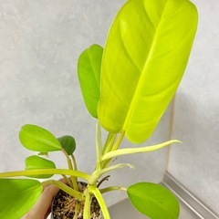 フィロデンドロン マレービューティー レモンライムの画像