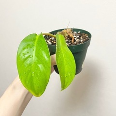 フィロデンドロン マレービューティー レモンライムの画像