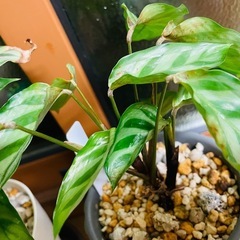 観葉植物　カラテア　二鉢　一つ難あり　鉢ごとお渡しですの画像
