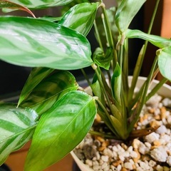 観葉植物　カラテア　二鉢　一つ難あり　鉢ごとお渡しですの画像