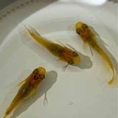 黄金鼈甲メダカの画像