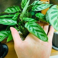 観葉植物　カラテア　二鉢　一つ難あり　鉢ごとお渡しですの画像