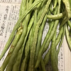オクラとささげの画像