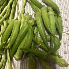 オクラとささげの画像