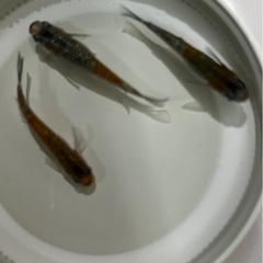 メダカ　砂里三色トリオの画像