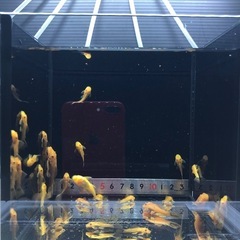 ブッシープレコ(レッド)1匹の画像