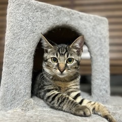 仔猫 ♀︎ キジトラ
