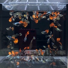 グッピー　２ペア+１の画像