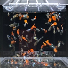 グッピー　２ペア+１の画像